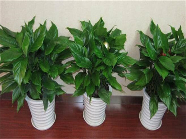 旧房改造后室内适合放置哪些绿植呢?