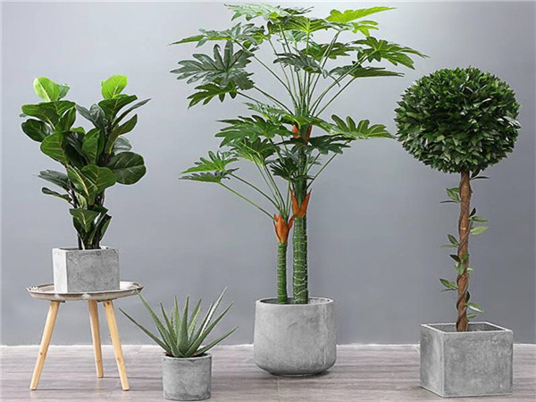 旧房改造后怎么样给家中增添绿植盆栽?