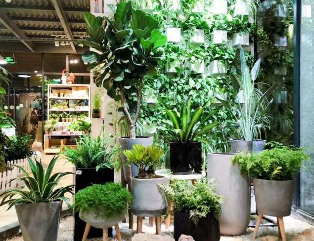 旧房改造后在室内如何养殖绿植