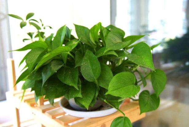 旧房翻新后室内适合养那些绿植