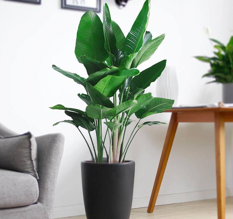 旧房翻新后家中怎么样选择绿植盆栽？