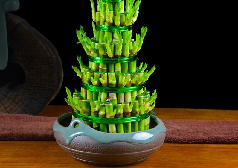 适合旧房改造后室内养的风水植物有哪些?