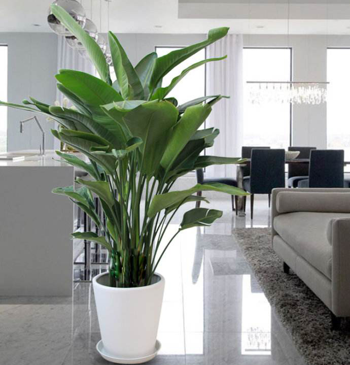 旧房翻新室内花卉的摆放技巧