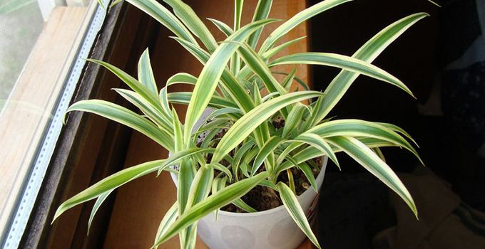 旧房改造后家里的吊兰该怎么养